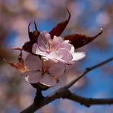 Blühende Kirschblüte mit zarten, pinkfarbenen Blüten und grünen Blättern an einem Ast vor blauem Himmel.