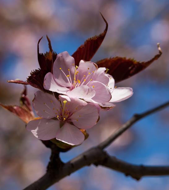 Blühende Kirschblüte mit zarten, pinkfarbenen Blüten und grünen Blättern an einem Ast vor blauem Himmel.